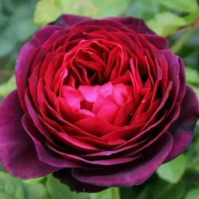 Саженцы роз АСТРИД ГРАФИН ФОН ХАРДЕНБЕРГ шраб в Москве