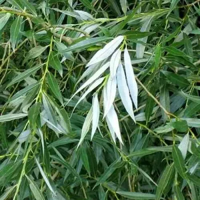 Ива ломкая  — описание сорта Ива ломкая  в Москве