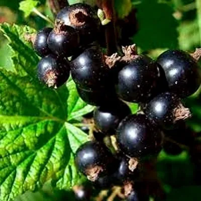 Смородина чёрная ДАБРАДЗЕЯ в Москве