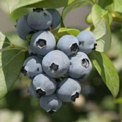 Голубика МИДЕР — описание сорта Голубика МИДЕР в Москве