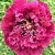 Пион ПУРПУРНЫЙ ОКЕАН древовидный в Москве