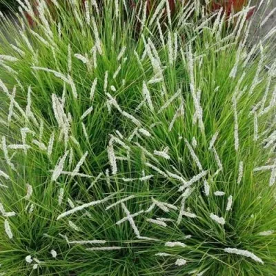 Сейслерия ОСЕННЯЯ — описание сорта Сейслерия ОСЕННЯЯ в Москве