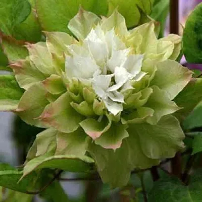 Клематис СЕН-НО-КЕЙЗ  Клематис СЕН-НО-КЕЙЗ в Москве