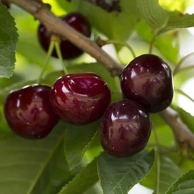 Вишня ЛАСУХА  Вишня ЛАСУХА в Москве