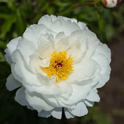 Пион МИСС АМЕРИКА травянистый  Пион МИСС АМЕРИКА травянистый в Москве