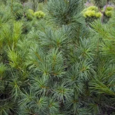 Сосна АРМАНДИ в Москве