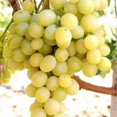 Виноград ТАЛИСМАН — описание сорта Виноград ТАЛИСМАН в Москве