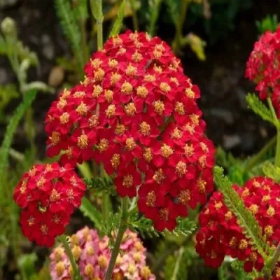 Тысячелистник ПАПРИКА обыкновенный — описание сорта Тысячелистник ПАПРИКА обыкновенный в Москве