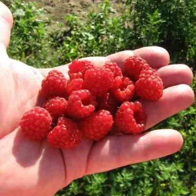 Малина БАЛЬЗАМ в Москве