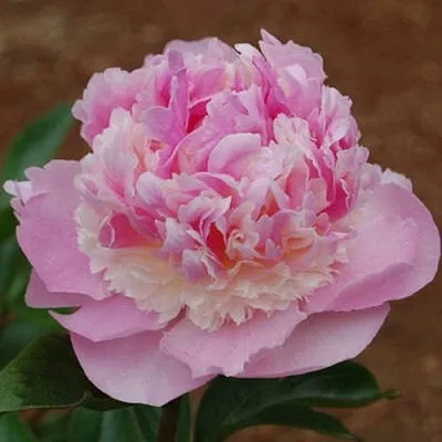 Пион ЭНДЖЕЛ ЧИКС травянистый  Пион ЭНДЖЕЛ ЧИКС травянистый в Москве