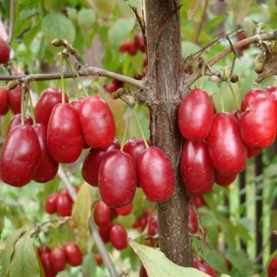 Кизил ГОЛДЕН ГЛОРИ в Москве