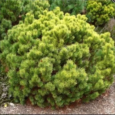 Ель ДАНС ДВАРФ обыкновення — описание сорта Ель ДАНС ДВАРФ обыкновення в Москве