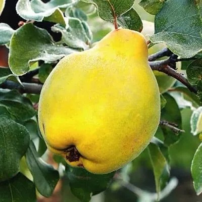 Айва РУМО  Айва РУМО в Москве