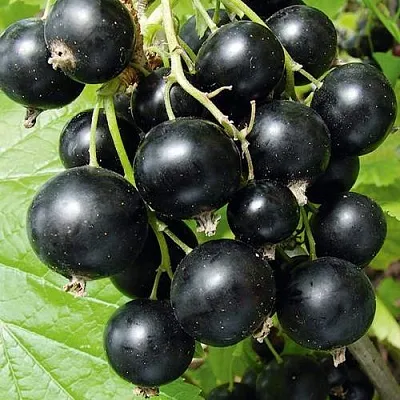 Смородина черная АРАПКА  Смородина черная АРАПКА в Москве