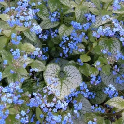 Бруннера ДЖЭК ФРОСТ — описание сорта Бруннера ДЖЭК ФРОСТ в Москве