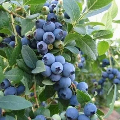 Голубика ЭЛЛИОТ  Голубика ЭЛЛИОТ в Москве