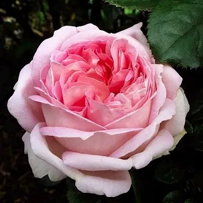 Саженцы роз МИРИАМ чайно-гибридная в Москве