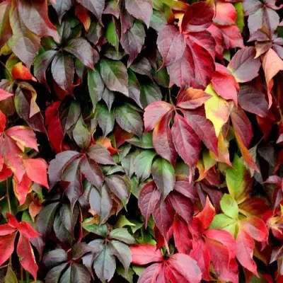 Девичий виноград — описание сорта Девичий виноград в Москве