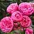 Саженцы роз ПОМПОНЕЛЛА флорибунда в Москве
