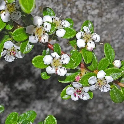 Кизильник ТАНГСТЕДТ горизонтальный   Кизильник ТАНГСТЕДТ горизонтальный  в Москве
