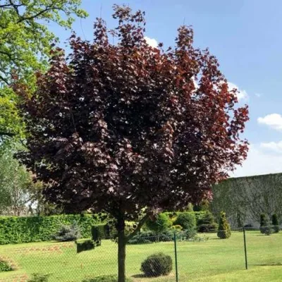 Клен ФАССЕН БЛЭК остролистный в Москве