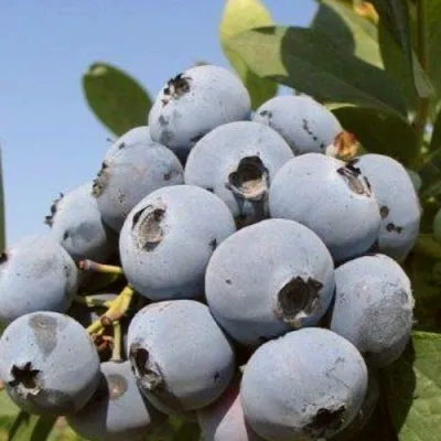 Голубика ЦУКЕР ТРАУБЕ в Москве