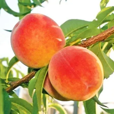 Персик ОНТАРИО — описание сорта Персик ОНТАРИО в Москве