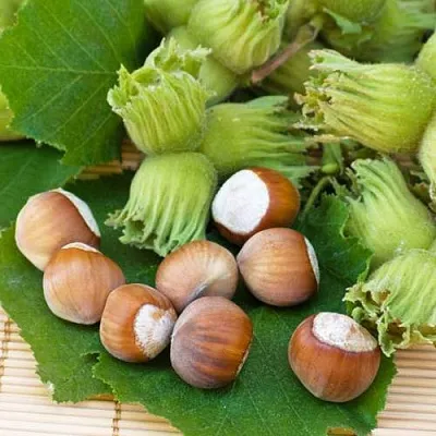 Фундук КРЕПКИЙ ОРЕШЕК  Фундук КРЕПКИЙ ОРЕШЕК в Москве