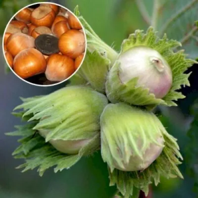 Фундук БАРСЕЛОНСКИЙ — описание сорта Фундук БАРСЕЛОНСКИЙ в Москве