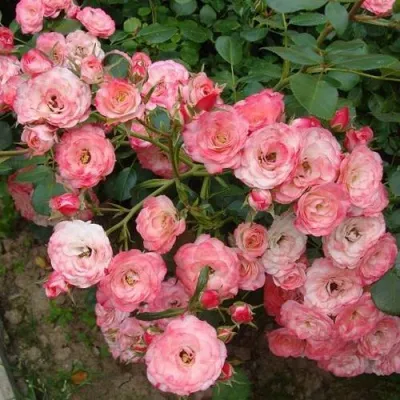 Саженцы роз ПАТ ДЕ ВЕЛЮР шраб — описание сорта Саженцы роз ПАТ ДЕ ВЕЛЮР шраб в Москве