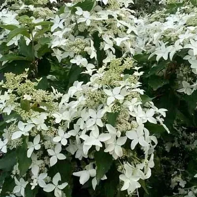 Гортензия МЭДЖИКАЛ СТАРЛАЙТ метельчатая  Гортензия МЭДЖИКАЛ СТАРЛАЙТ метельчатая в Москве
