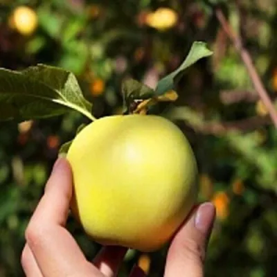 Яблоня РОССИЯНКА в Москве