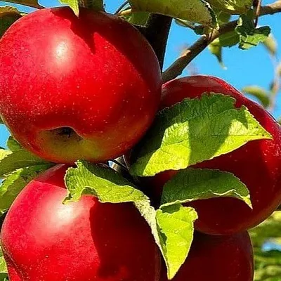 Зимние сорта  Зимние сорта в Москве