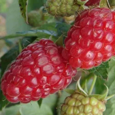 Малина РАДЗИЕВА в Москве