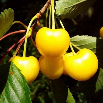 Черешня ЖУРБА в Москве