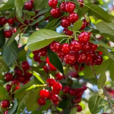Вишня ГИРЛЯНДА — описание сорта Вишня ГИРЛЯНДА в Москве