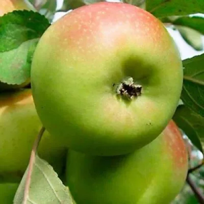 Яблоня БРАТ ЧУДНОГО стелющаяся — описание сорта Яблоня БРАТ ЧУДНОГО стелющаяся в Москве