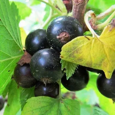 Смородина чёрная КАТЮША  Смородина чёрная КАТЮША в Москве