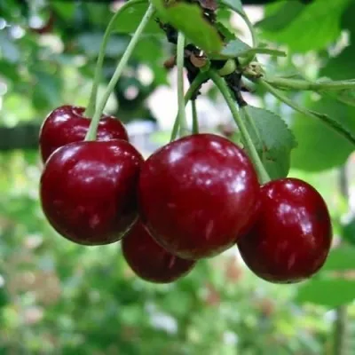 Вишня МОЛОДЁЖНАЯ в Москве