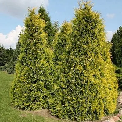 Туя АУРЕОСПИКАТА западная  Туя АУРЕОСПИКАТА западная в Москве