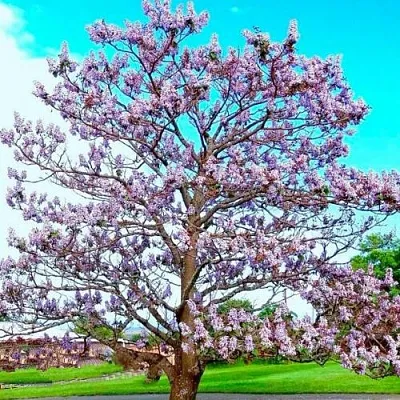 Павловния в Москве