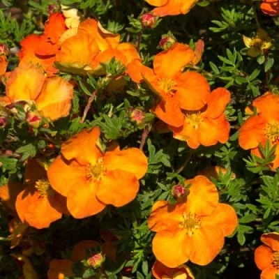 саженцы лапчатки саженцы лапчатки