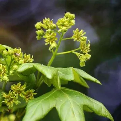 Клен полевой — описание сорта Клен полевой в Москве