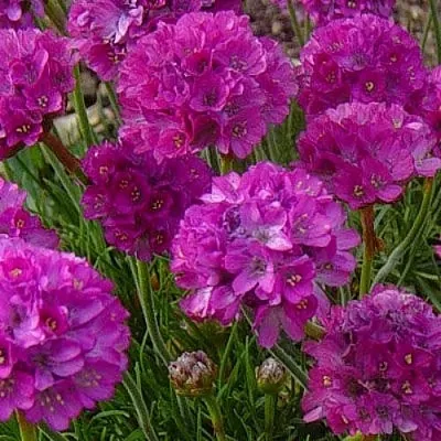 Армерия МОНИНГ СТАР ДИП РОУЗ  Армерия МОНИНГ СТАР ДИП РОУЗ в Москве