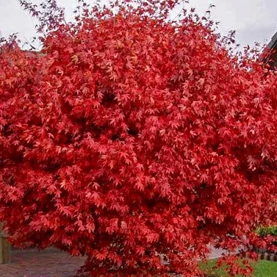 Клен гиннала   Клен гиннала  в Москве