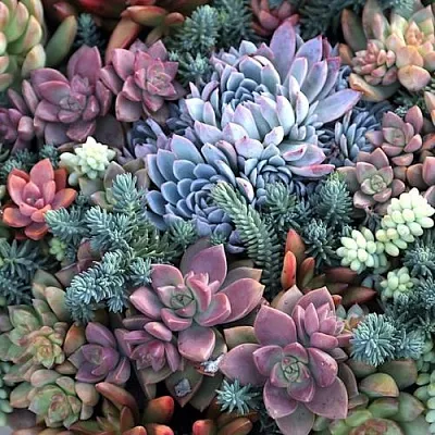 Суккуленты  Суккуленты в Москве