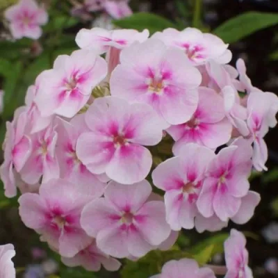 Флокс ЮНИК БИКОЛОР метельчатый — описание сорта Флокс ЮНИК БИКОЛОР метельчатый в Москве