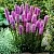 Лиатрис РОЗЕА колосковая в Москве