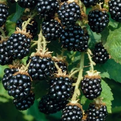 Ежевика БЛЭК САТИН бесшипная — описание сорта Ежевика БЛЭК САТИН бесшипная в Москве