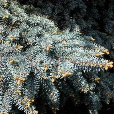 Ель НАНА сизая в Москве